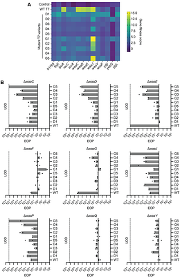Targeted DNA nicking enables efficient, single-step and counterselection-free editing of bacteriophage genomes