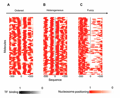 Biophysical Modeling Uncovers Transcription Factor and Nucleosome Binding on Single DNA Molecules