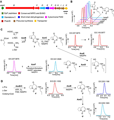 Total Biosynthesis of Pseudomonas aeruginosa-Derived Azabicyclocarbamates Identifies Distinct Dehydrating Condensation Family Proteins
