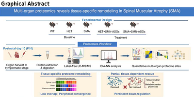 System-Wide Proteomic Remodeling in Spinal Muscular Atrophy Reveals Tissue-Specific Responses and Partial Rescue by SMN Restoration