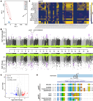 Population genomics reveal genetic variants associated with lunar-regulated spawning time in grass puffer