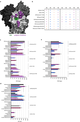 Epistasis facilitates the long-term antigenic evolution of the influenza B virus hemagglutinin