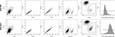 The HIV-1 envelope cytoplasmic tail protects infected cells from ADCC by downregulating CD4