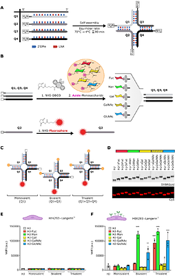Targeting Langerhans cells using a modular mannosylated nucleic acid-based vaccine platform