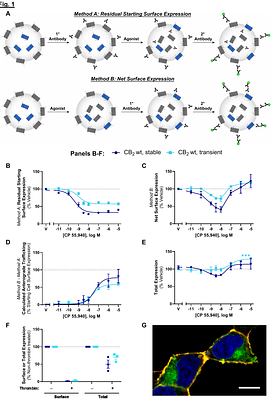 Insights into anterograde trafficking and pharmacological chaperoning of Cannabinoid Receptor 2 (CB2)