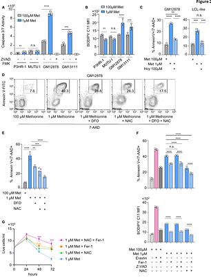 Epstein-Barr virus transformation creates a methionine-dependent ferroptosis vulnerability in B cells