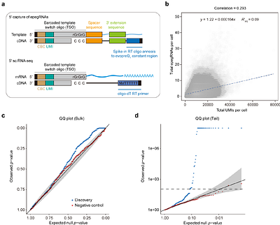 Prime editor-based high-throughput screening reveals functional synonymous mutations in the human genome
