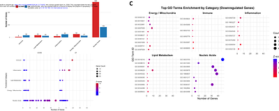 Dengue virus NS1 undergoes partial nuclear translocation to modulate host transcription and support viral replication
