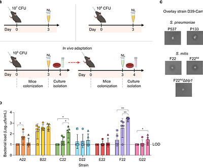 Bacteriocin-mediated prevention of secondary pneumococcal pneumonia by a human commensal Streptococcus mitis strain