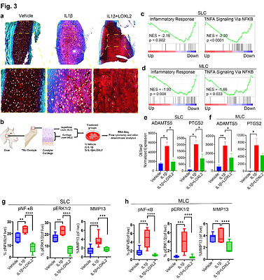 LOXL2 Deletion Triggers TMJ Osteoarthritis While Overexpression Protects Against NF-κB-Induced Chondrocyte Apoptosis