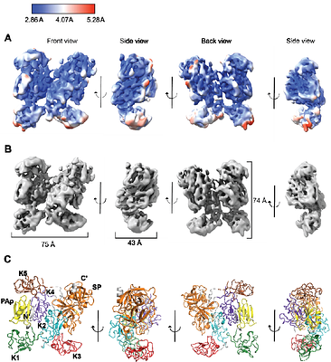Open or closed? Exploring the conformational heterogeneity of human plasminogen across multiple resolution scales