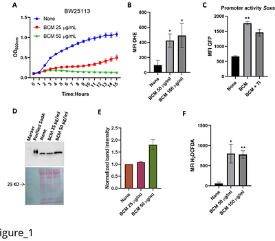 Bicyclomycin generates ROS and blocks cell division in Escherichia coli