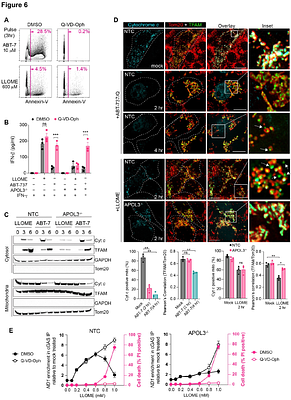 The antibacterial factor APOL3 couples lysosomal damage to mitochondrial DNA efflux and type I IFN induction