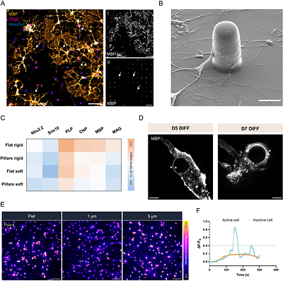 Engineered micropillars to unveil oligodendrocyte responses to physical cues