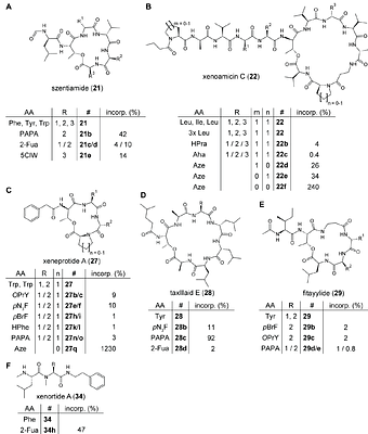 Site-Specific Introduction of Non-Canonical Amino Acids into natural and engineered Non-Ribosomal Peptides