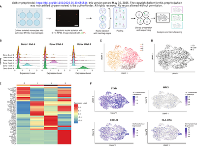 A streamlined and comprehensive protocol for the generation and multi-omic analysis of human monocyte-derived macrophages