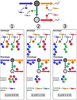 From genes to collective modes: biological constraints shape metabolic evolution