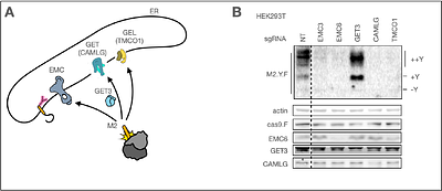 Functional redundancy in Oxa1-family insertases supports robust membrane insertion of influenza A virus M2 viroporin