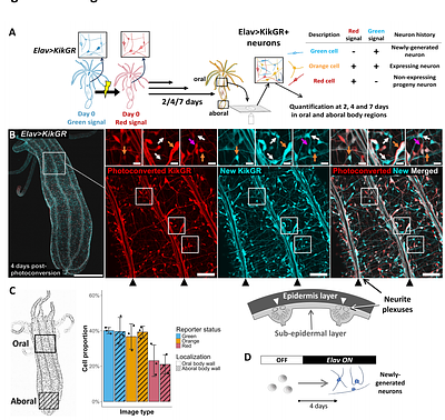 Cellular and transcriptional trajectories of neural fate specification in sea anemone uncover two modes of adult neurogenesis