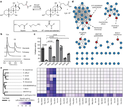 A class of metallohydrolases expands bile salt hydrolase activity in the gut