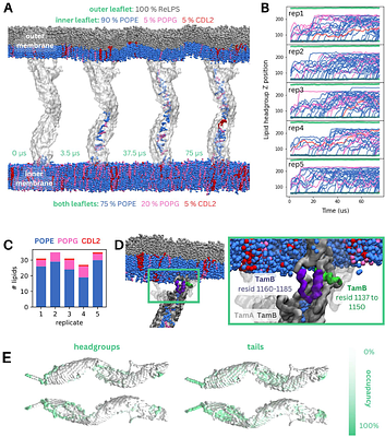 Simulations of TamB suggest it facilitates lipid transport from the bacterial inner membrane