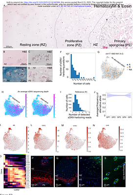 A transcriptional atlas of the pubertal human growth plate reveals direct stimulation of cartilage stem cells by growth hormone.