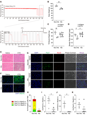 Cold-induced suppression of myogenesis in skeletal muscle stem cells contributes to delayed muscle regeneration during hibernation