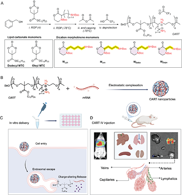 In vivo mRNA delivery to the lung vascular endothelium by dicationic Charge-Altering Releasable Transporters