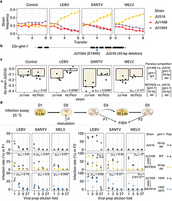 Repeated mutation of a GT92 glycosyltransferase gene confers antiviral resistance in two Caenorhabditis species