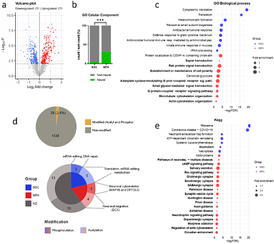 A fast TMT-based proteomic workflow reveals neural enrichment in neurospheres of hiPSC-derived neural stem cells