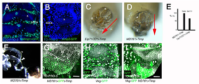 Drosophila male genitalia rotation depends on permissive remodeling of the posterior abdomen