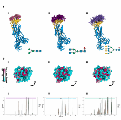 Integrating GlycoSHIELD Modeling and DNA-PAINT SMLM to Map the Glycosylation-Dependent Distri-bution of the Na,K-ATPase