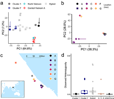 Bridgehead invasions of ambrosia beetles are structured by inbreeding and hybridisation
