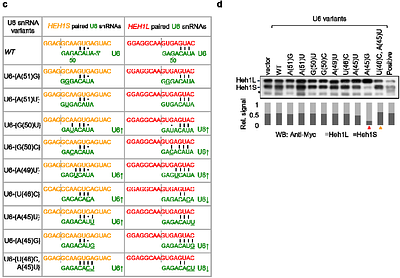 Competing 5' splice sites of SRC1/HEH1 are marked for alternative splicing by U5 and U6 snRNAs during the B to Bact transition of the spliceosome