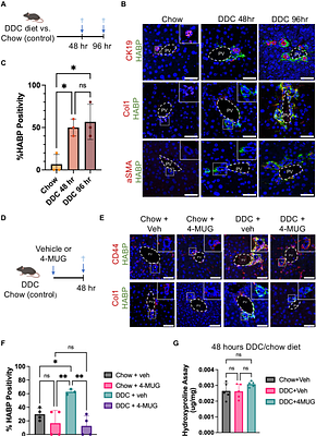 Hyaluronan and CD44 targeting reverses early matrix changes, proinflammatory signals and fibrosis in primary sclerosing cholangitis