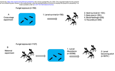 Maternal and cross-stage effects of Metarhizium fungal infection on the malaria mosquito Anopheles coluzzii life-history