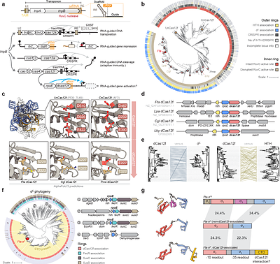 Exapted CRISPR-Cas12f homologs drive RNA-guided transcription