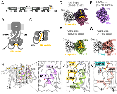 Adenylyl cyclase 9 as a molecular scaffold to dissect the regulatory mechanisms of membrane adenylyl cyclases