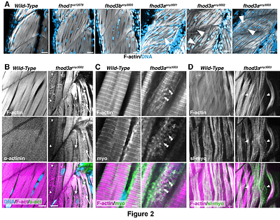 Fhod3 in zebrafish supports myofibril stability during growth of embryonic skeletal muscle