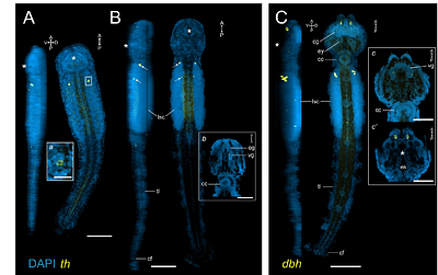 Early nervous system development in the chaetognath Spadella cephaloptera exhibits conserved bilaterian patterning features