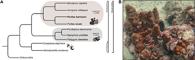 The genome of the reef-building coral Porites harrisoni from the southern Persian/Arabian Gulf