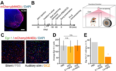 High-Throughput Assessment of Vocal Modulation Following Chemogenetic Inhibition in Songbirds