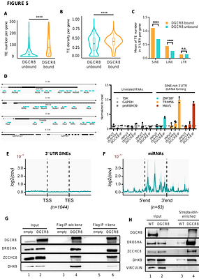 Control of retrotransposon-driven activation of the interferon response by the double-stranded RNA binding protein DGCR8