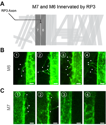 Distinct postsynaptic morphogenetic strategies across Drosophila embryonic muscles during neuromuscular junction formation