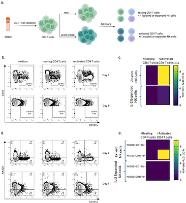 Expanded adaptive NKG2C+ NK cells exhibit potent ADCC and functional responses against HBV-infected hepatoma cell lines