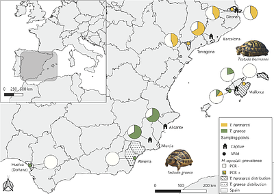 Prevalence of Mycoplasmopsis agassizii across wild and captive Mediterranean tortoises