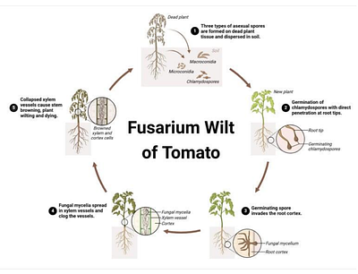 PREVALENCE OF FUSARIUM WILT (Fusarium oxysporum f. sp. Lycopersici) on TOMATO (Solanum lycopersicum L.) IN CHIKUN LGA, KADUNA STATE