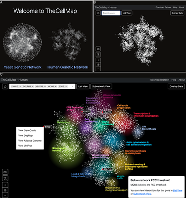 Expanding TheCellMap.org to visualize a genome-scale genetic interaction network for a human cell line