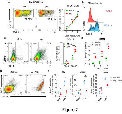 IFN-γ primes bone marrow neutrophils to acquire regulatory functions in severe viral respiratory infections