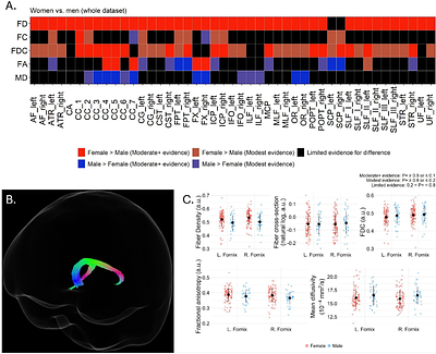 White matter micro- and macrostructural properties in midlife individuals at risk for Alzheimer's disease: Associations with sex and menopausal status